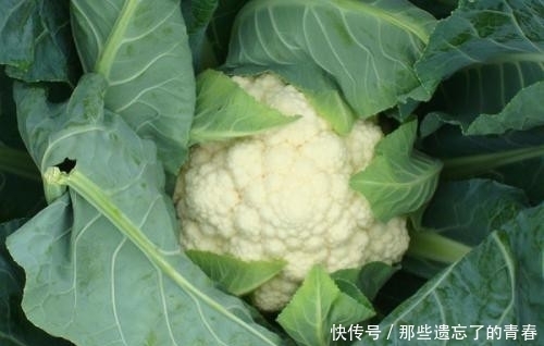 白花菜能虾一起炒吗