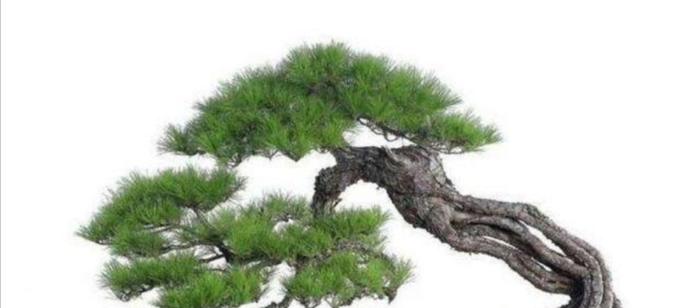 野外5种常见的树，制作成盆景，美观大方，观赏价值高