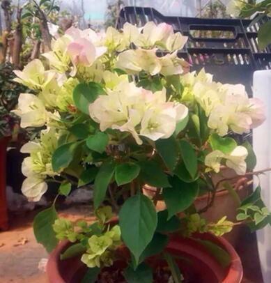 养三角梅就用“它”，砸一砸，盆里扔“2块”，枝繁叶茂，花爆盆