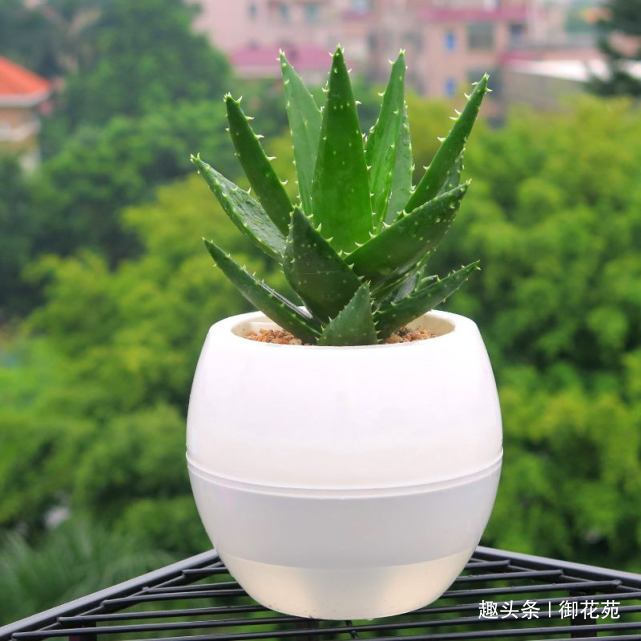 植物|芦荟能不能放在客厅，可以放在这几个位置，效果非常不错