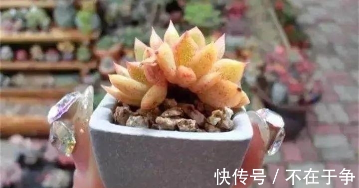 白美人|“拇指大”的花盆,被她塞了几十棵多肉,养一年都不是事!