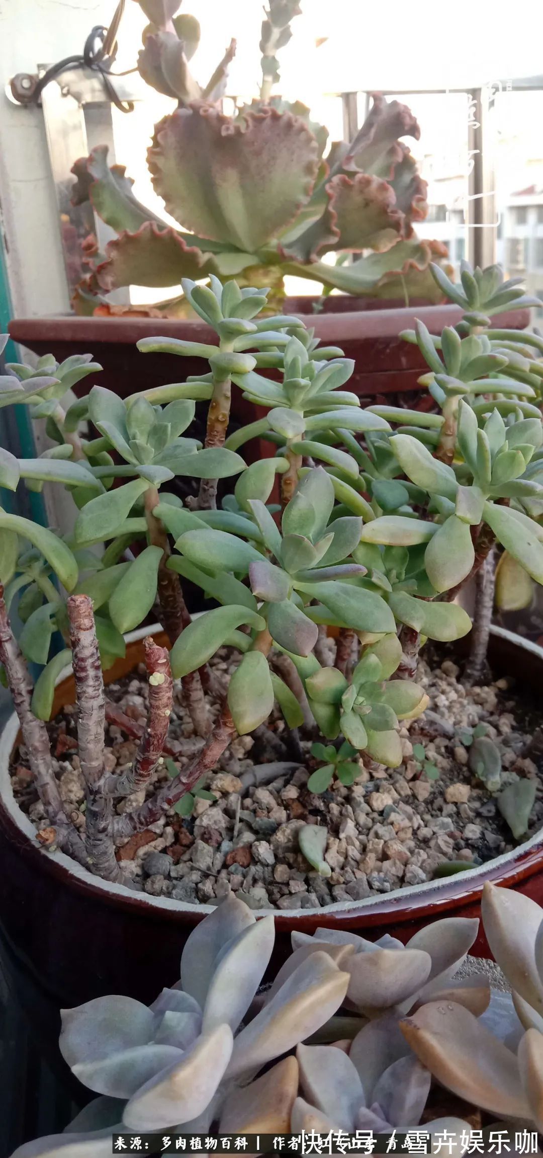 红稚莲|多肉度个夏,回到解放前!曾经有多美,现在就有多丑!