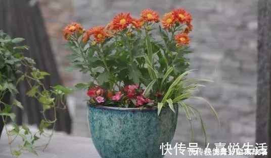 养了快十年花才明白,花盆里长的“杂草”别拔,留着很有用处
