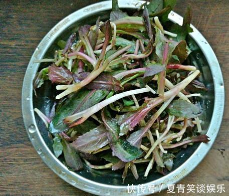 它是日本人常吃的“长寿菜”,我国产量大却没