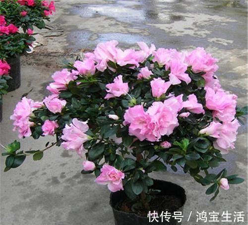 玫瑰花|2种花，再漂亮也别养，太难养了，养花大神都难养活！