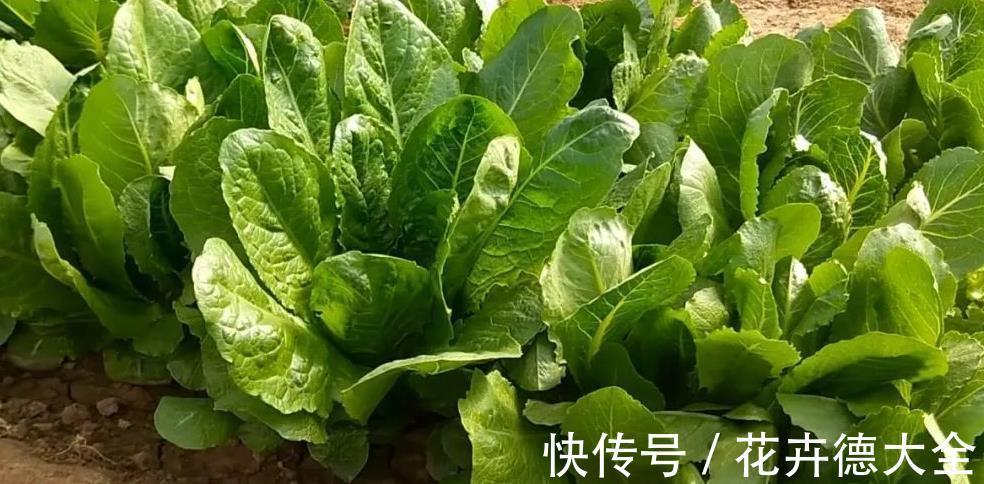 采收|蔬菜长得真大，一棵能吃好几顿，一个多月采收，种一些真值