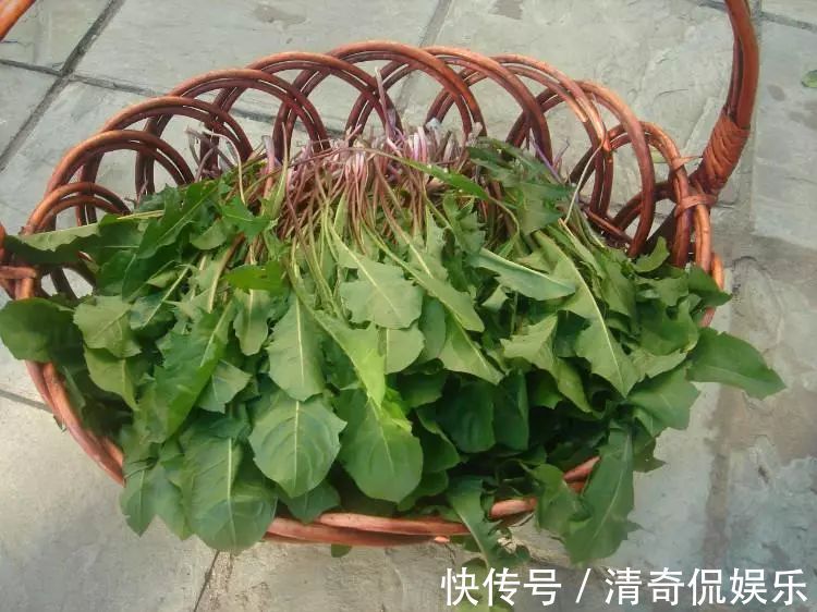 蒲公英根|春天，蒲公英，浑身是宝，对人体有4大好处，但3类人不宜吃