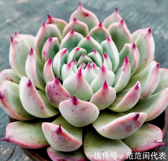 红稚莲|喜欢养多肉?推荐20种适合夏季入手的多肉植物