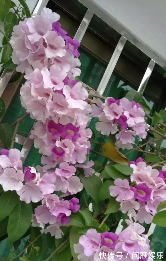 1种花1年能长4米高,花开1000朵,从来不生虫,花还能当蒜吃!