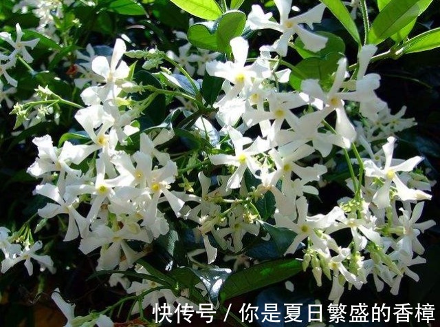 5种花自带“生根器”，如果遇到别客气，随手掐根枝，见土就成活