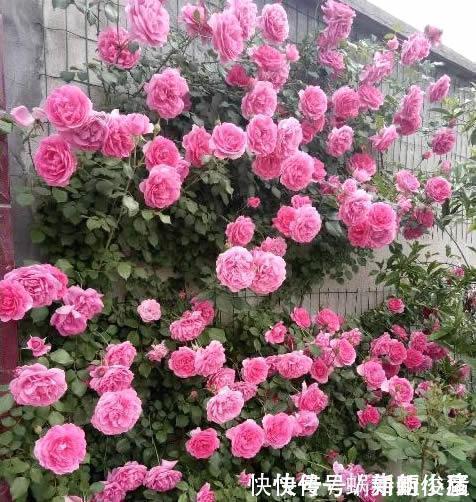 无尽夏|如果我有小院,一定会养这“3种花”,让小院变花园,年年看花