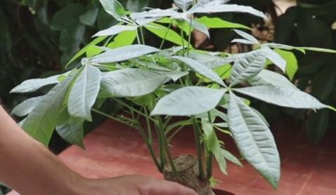 4种花就怕多浇水，烂根，黄叶多，很容易就浇死，你了解嘛