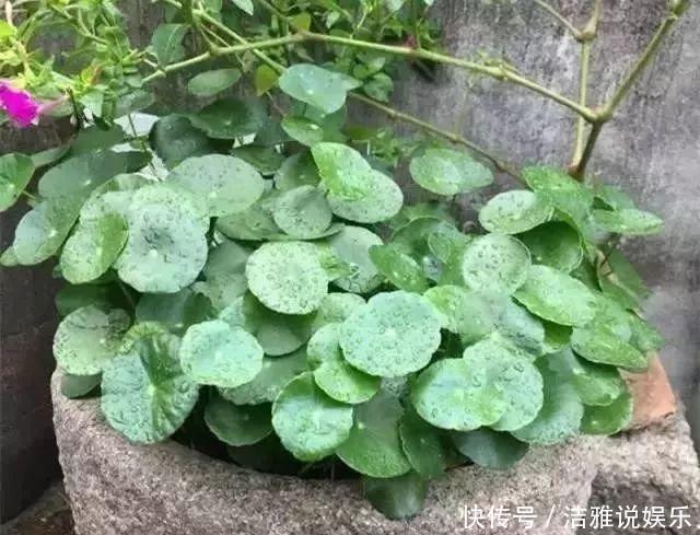 阳台|夏天养花就要养它们,放在阳台狠狠晒,天天开成小花园!