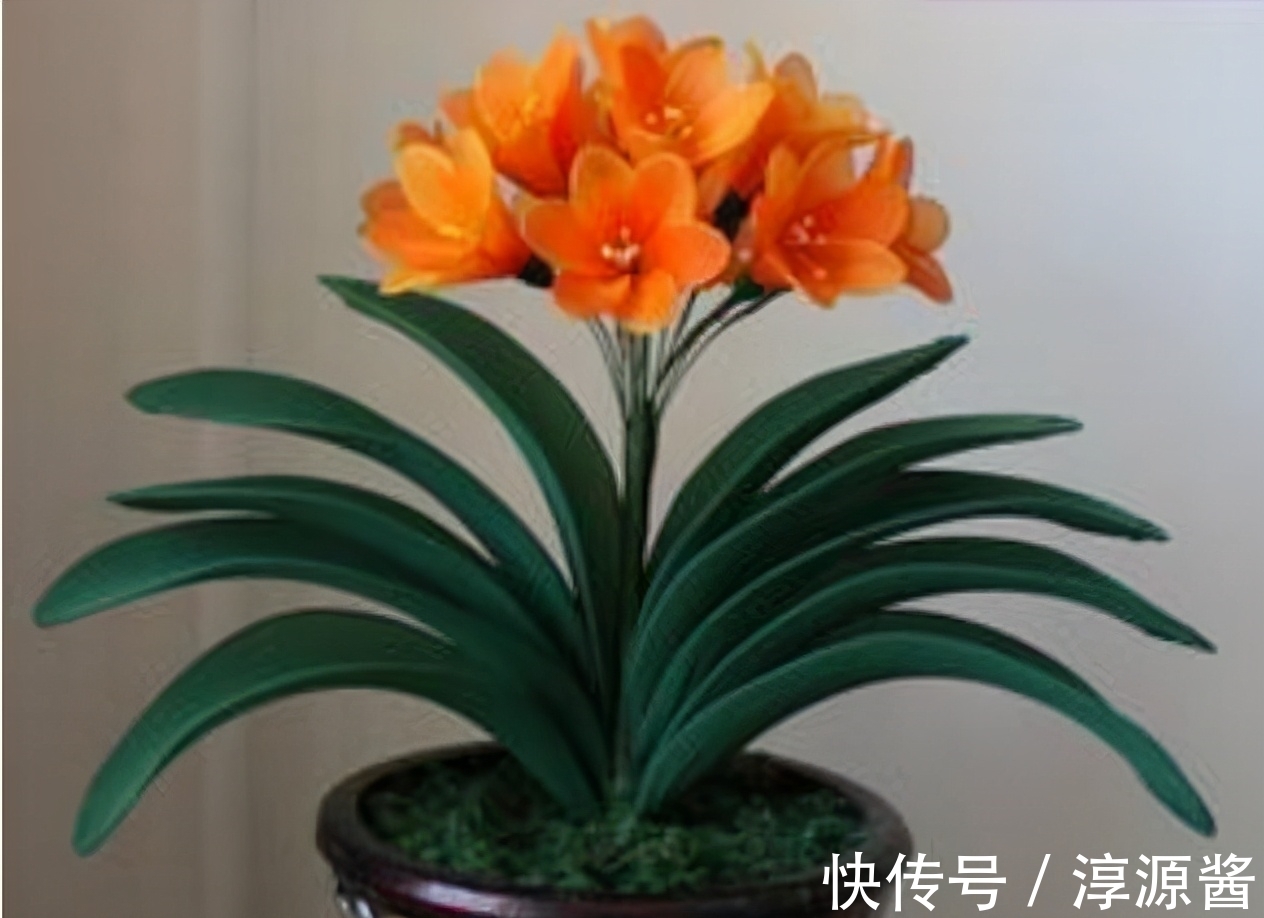 君子兰养烂根了?稳住别慌,这3种药片来相助,2周便能长新根