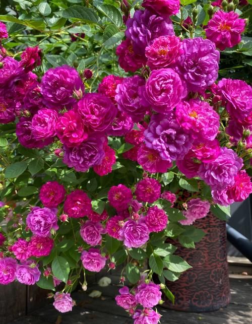 阳台养花，养棵“爆香紫”吧，打理简单，四季有花看，花香飘满屋