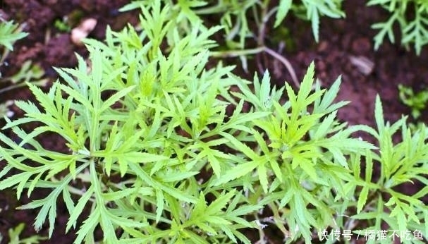 香椿芽樹|農村野外這常見的4種野菜,可都是貨真價實的寶貝,你吃過幾種?