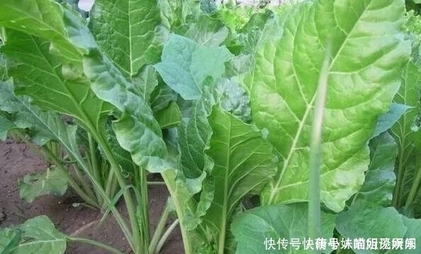 难吃|过去以难吃出名的野草,后来被用来喂猪,现在又成了天然蔬菜!