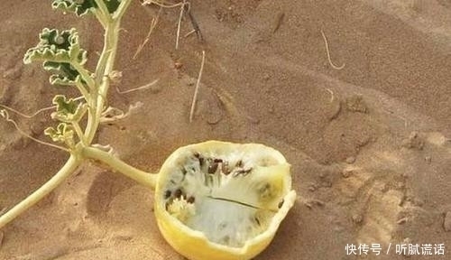 沙漠里长的西瓜，为何驴友宁愿渴死也不吃当地人吃了会有麻烦