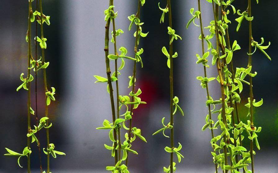 春天宁可不吃肉,也要吃此4种“芽菜”,好吃营养,错过要等一年