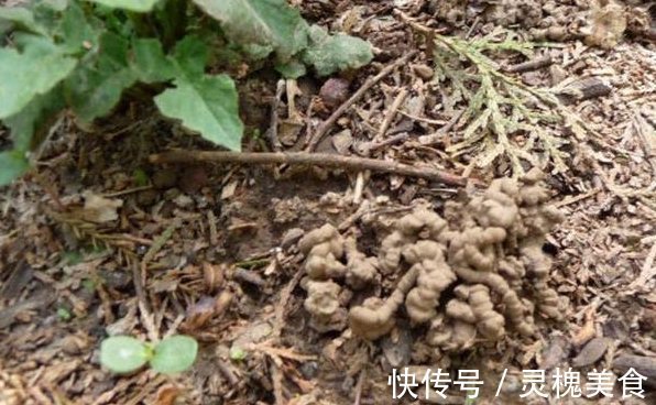 花卉|客厅最适合养这种“花”，不仅能乌发，还开花100天，赶紧养1盆