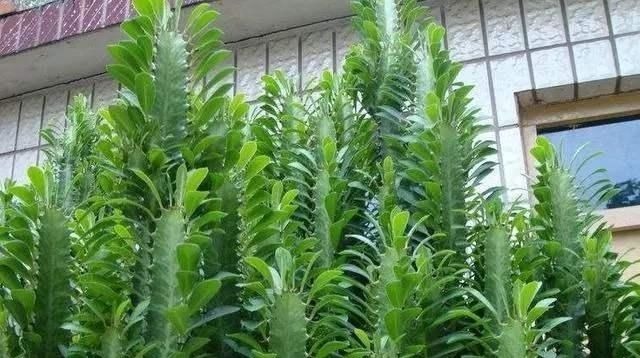 门口养了一棵“气派花”，生命力强很养眼，寓意好能镇宅