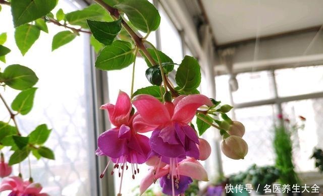 我是不是养了假的倒挂金钟,开花怎么像大蒜一样,都懵圈了!