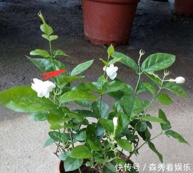 技巧|茉莉花养成“老桩”,1次开花上百朵,满园花香,技巧有4个