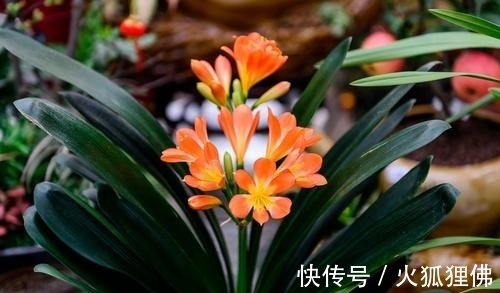 为什么你养了5年的君子兰就是不开花，要满足三个条件才能开花