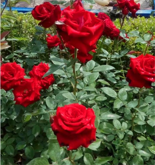 玫瑰和月季怎么区分最简单的方法是什么