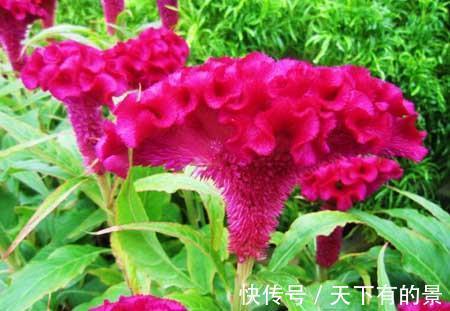 家养|鸡冠花有毒吗能在室内养吗,想不到家养鸡冠花还有这么多好处