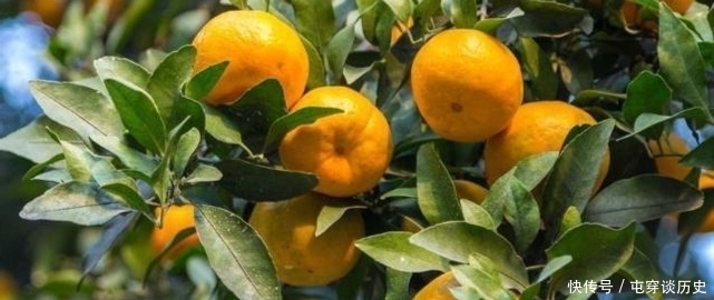 糖尿病人吃柑橘,是升血糖还是降血糖?注意别