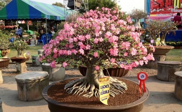 养花就要养它,只要开花就是200以上,绝对最美风景线