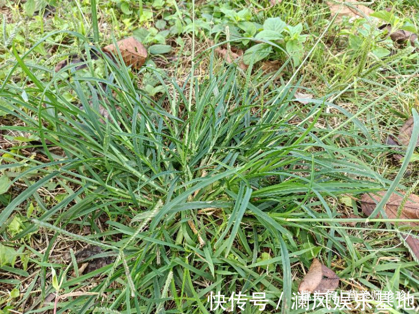 农村|3种农村常见的野草，用来泡脚价值高，方便又实用，关键还不花钱