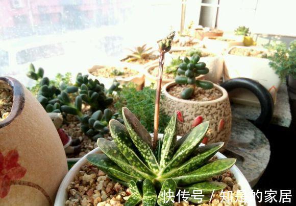 呆萌可爱|一款叶子对半长，形似元宝的多肉，看着呆萌可爱，打理真省劲