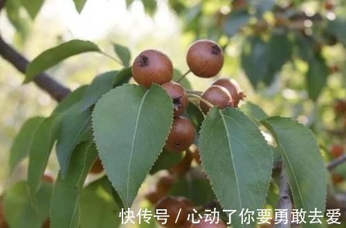 棠梨|这野果子，小的有拇指头这么细，大的有脚趾头这么粗，你吃过吗？