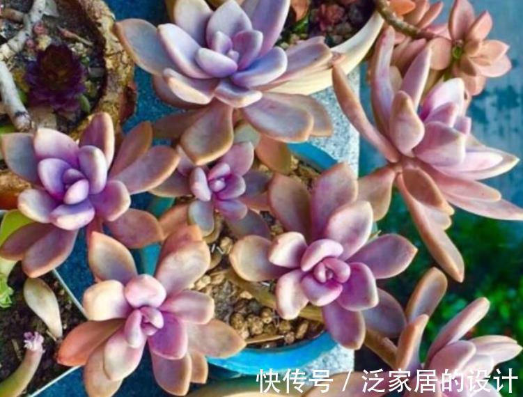 秋天|秋天养多肉，蚧壳虫来袭怎么办？3种土方法，害虫一个都逃不了