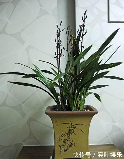 兰花空根烂根,教你3方法来救治,大白根呼呼冒,新芽猛窜花爆盆
