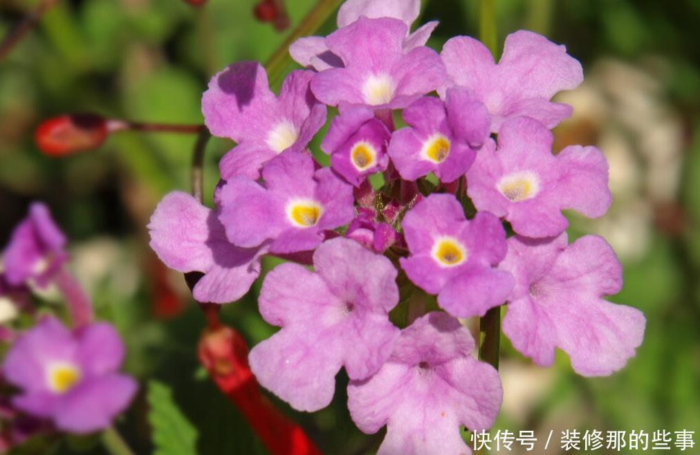 重视健康的人,从不在封闭阳台养“喷香”花,看起来很美,害处大