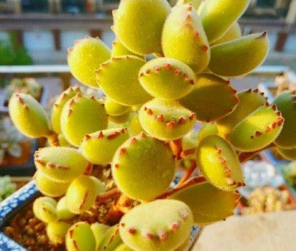 盆底垫三种东西,不怕招虫不烂根生病,养花更省事了