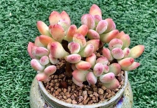 光照|美人系多肉中的颜值担当三日月美人,叶尖带有红晕,看一眼就喜欢