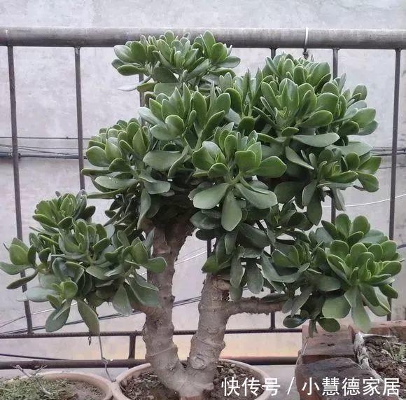 玉树|5种“懒人花”,自身有“储水器”,一个月不浇,一样长爆盆