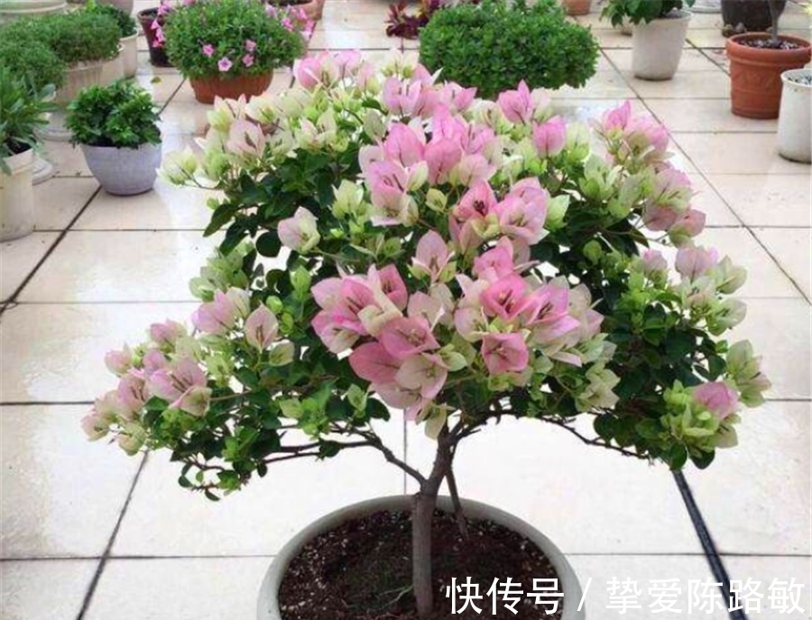 回暖|天气回暖,三角梅养护有妙招,早做3件事,花比叶子多,轻松爆盆