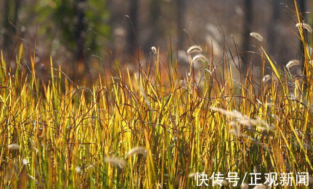 新闻记者|法桐、湿地……黄河南岸，美景醉人