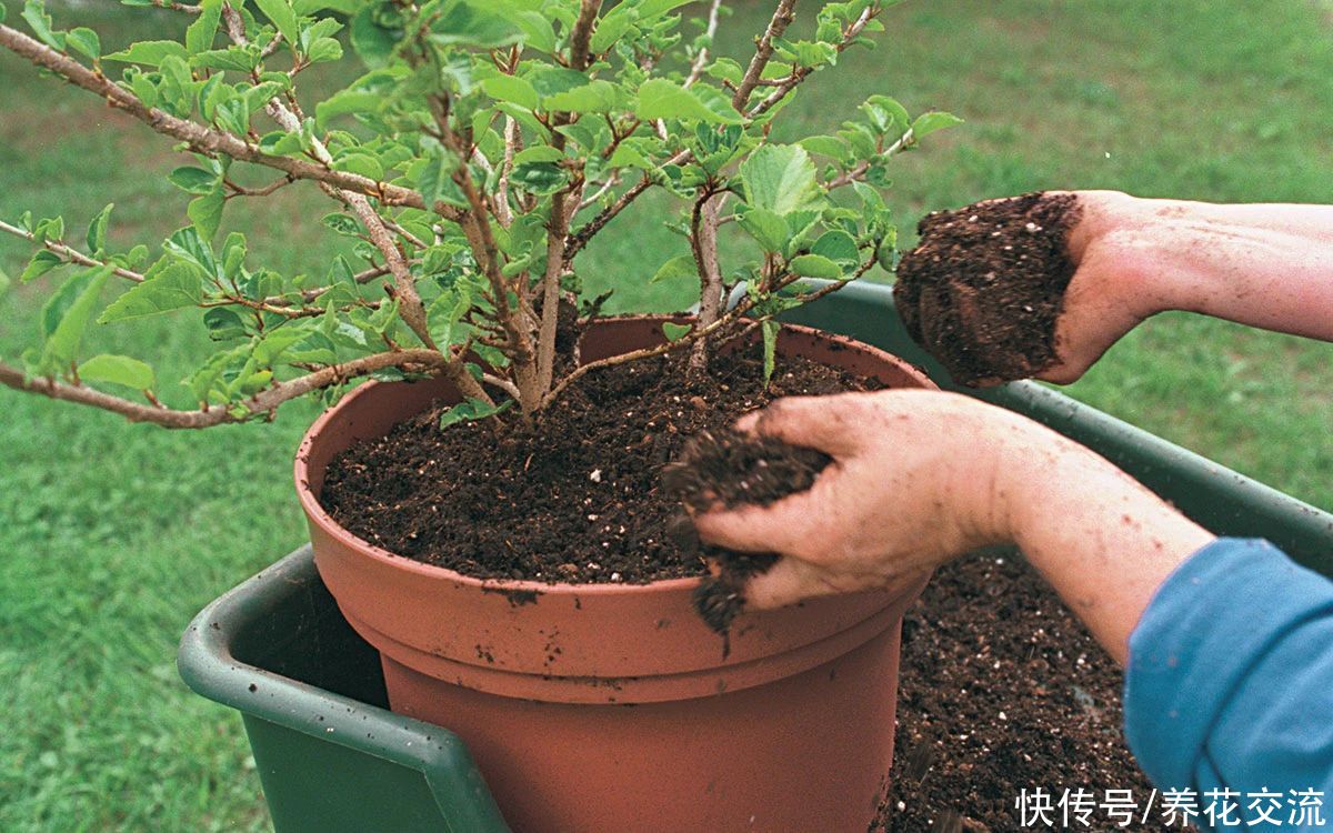  花盆|土壤结块，土面泛白，难怪植物会叶黄枯萎，教你一招轻松解决