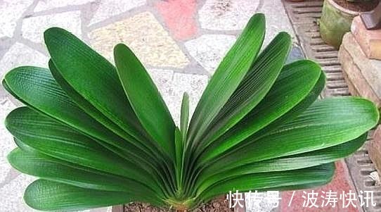 根系|想要繁殖君子兰,这“两种”方法最靠谱,用错方法,只会“徒劳”