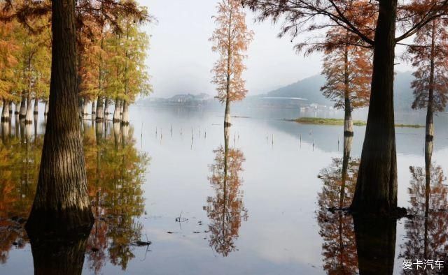 湿地|四明湖水杉湿地自驾游