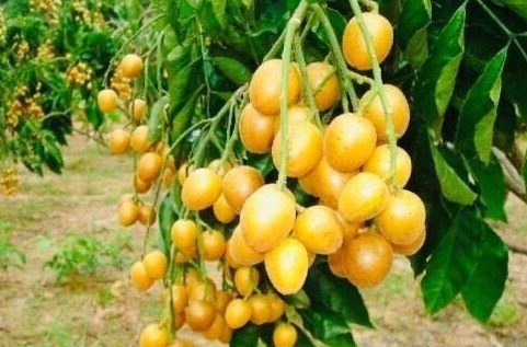 子宫|一行秋雨一场寒，咳嗽感冒高发期，多食用此“治病果”！