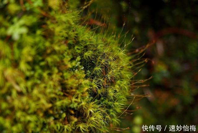 又美又神奇，然而却头号坑爹的景点，海螺沟必须榜上有名