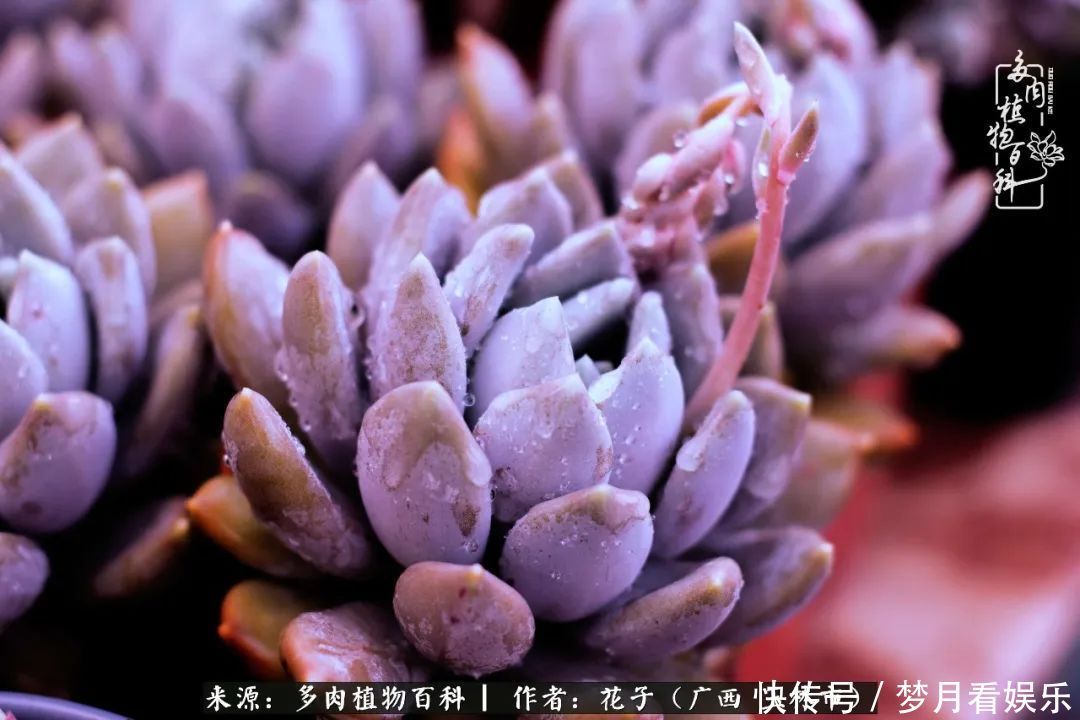 为了爱情|为了爱情来到陌生城市,偶遇多肉,地老天荒的爱恋!