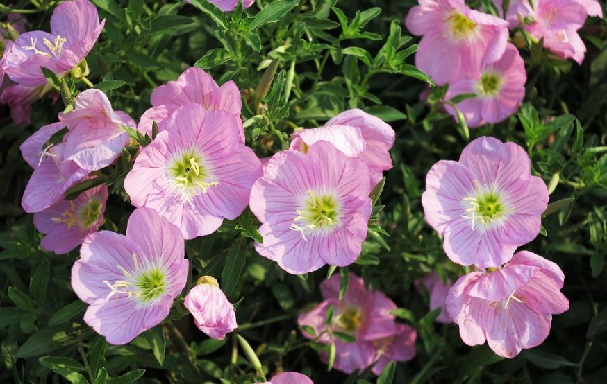 农历九月十八霜降后,养什么花?家里养3种花,四季常青五谷丰登